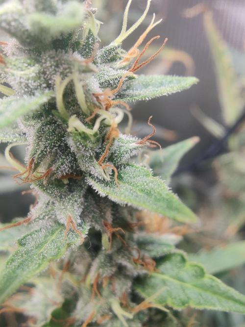 Kitsune kush Auto. Week 13