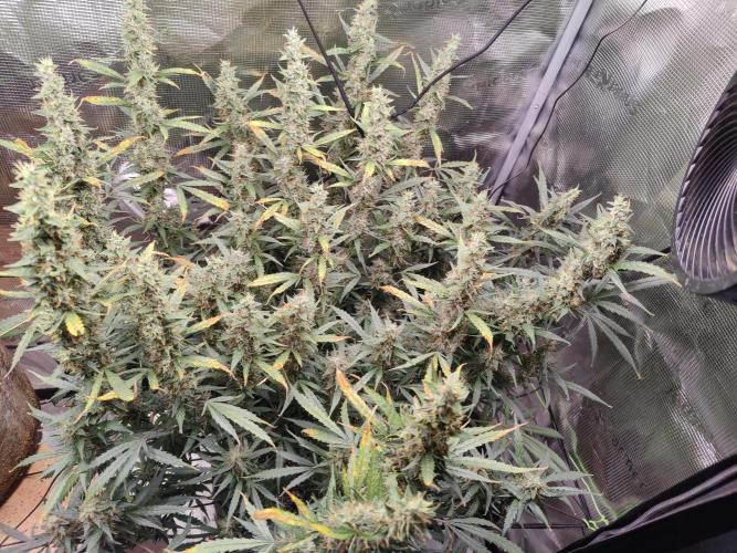 Kitsune kush Auto. Week 13