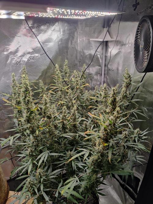 Kitsune kush Auto. Week 13