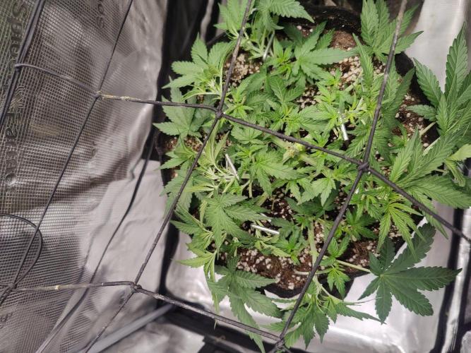 CCG SS Project. Week 5