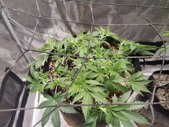 CCG SS Project. Week 5