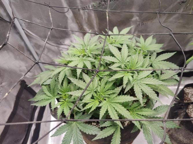 CCG SS Project. Week 5