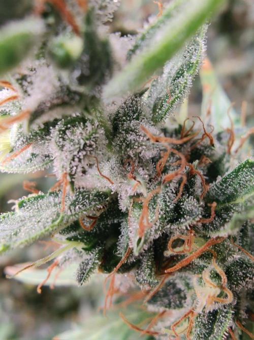 Kitsune kush Auto. Week 14