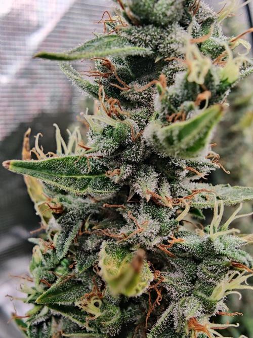 Kitsune kush Auto. Week 14
