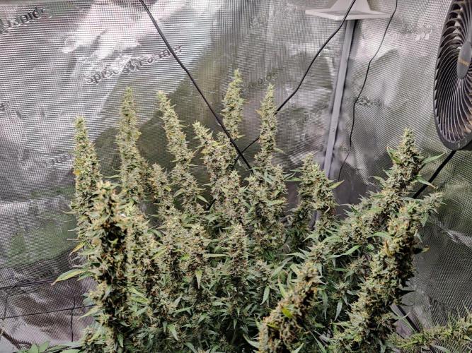 Kitsune kush Auto. Week 14