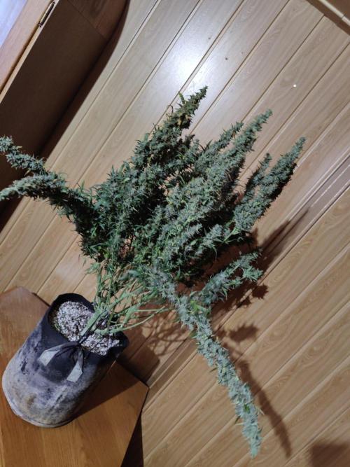 Kitsune kush Auto. Week 15