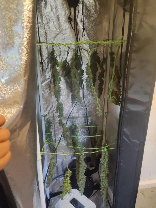 Kitsune kush Auto. Week 15