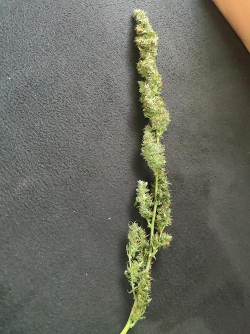 Kitsune kush Auto. Week 15