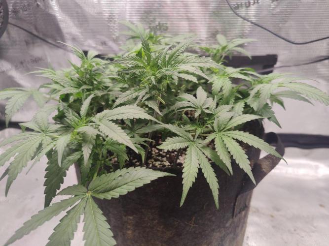 CCG SS Project. Week 6