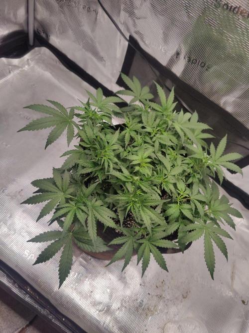 CCG SS Project. Week 6