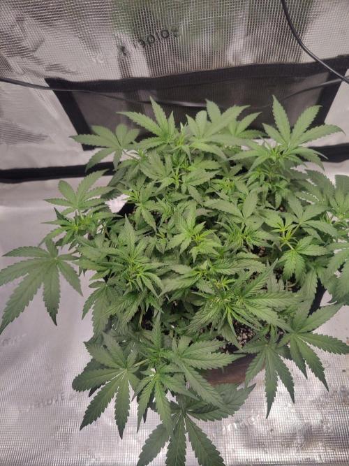 CCG SS Project. Week 6