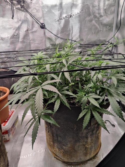 CCG SS Project. Week 7