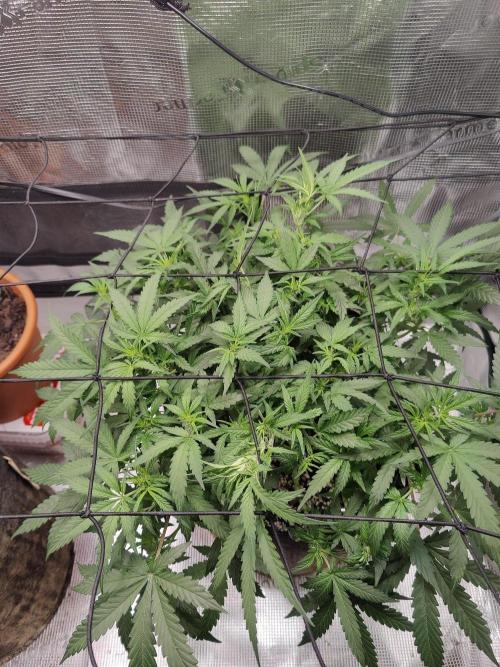 CCG SS Project. Week 7