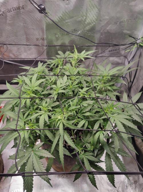 CCG SS Project. Week 7