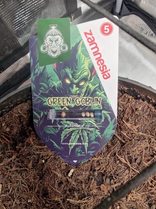 Green Goblin Auto. Week 0