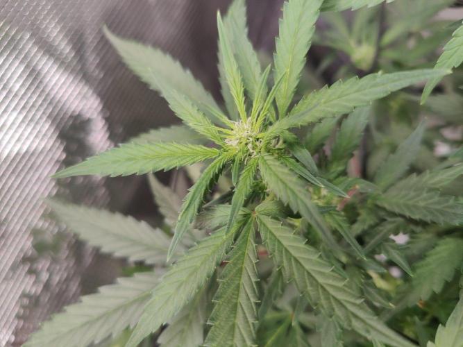 CCG SS Project. Week 8