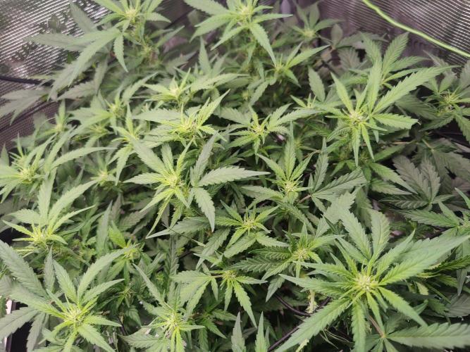 CCG SS Project. Week 8
