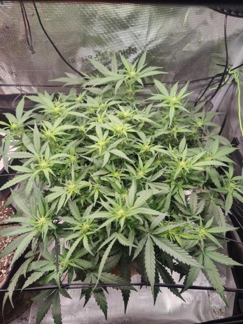 CCG SS Project. Week 8