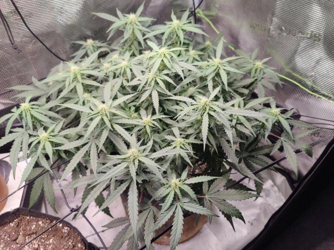 CCG SS Project. Week 9