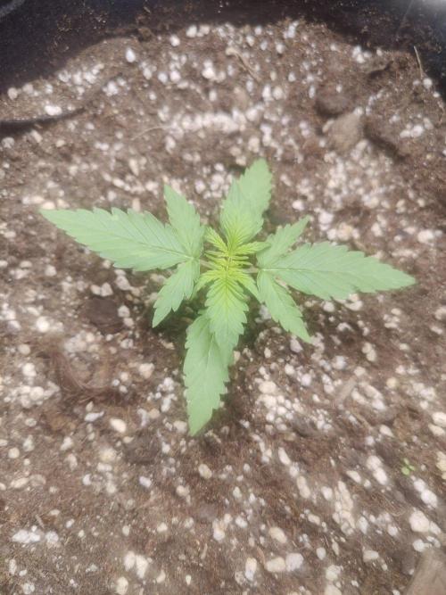 Master Series 4×2 Grow Tent (120×60×180 cm). Week 1