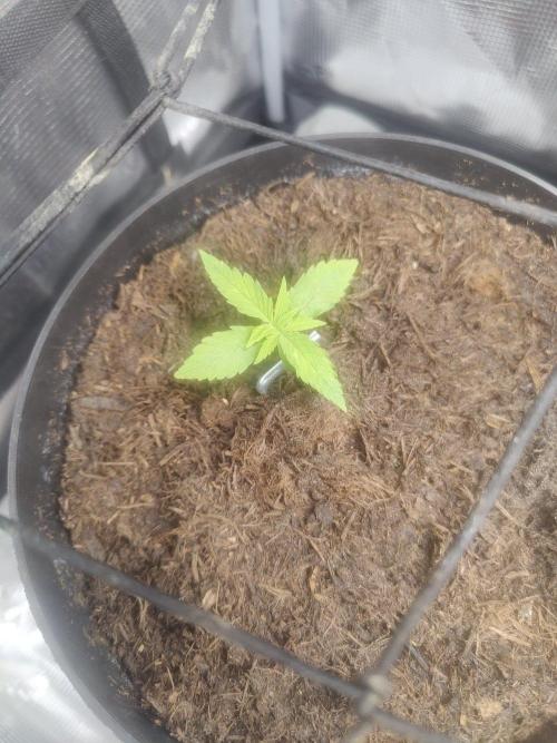 Green goblin. Week 1