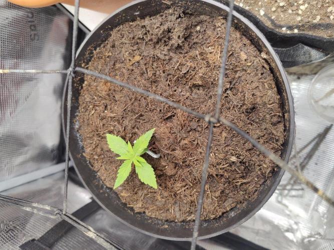 Green goblin. Week 1