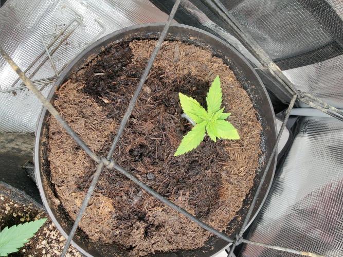 Green Goblin Auto. Week 2