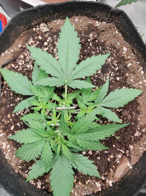 Apple fritter Auto.. Week 2