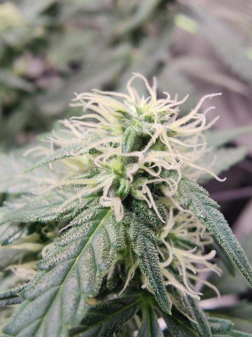 CCG SS Project. Week 10