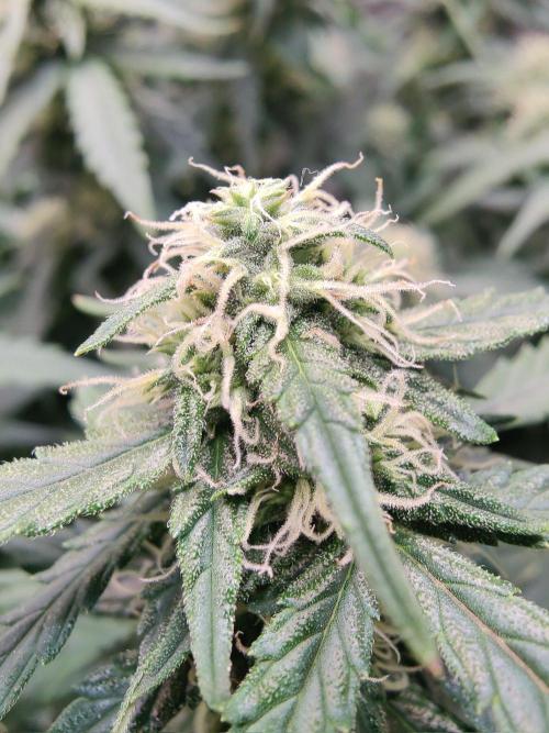 CCG SS Project. Week 10