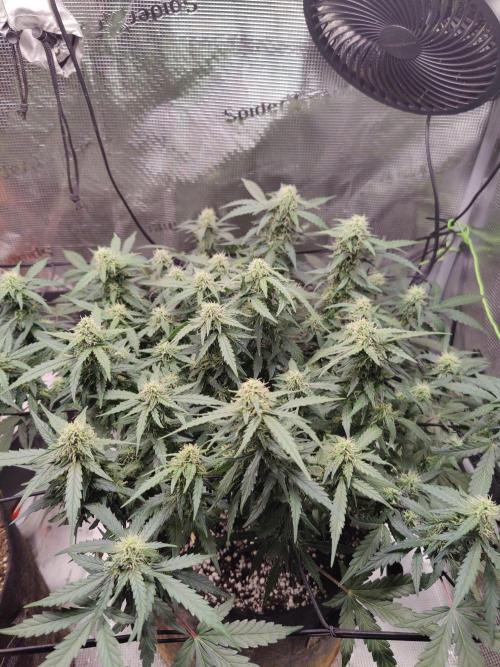CCG SS Project. Week 10