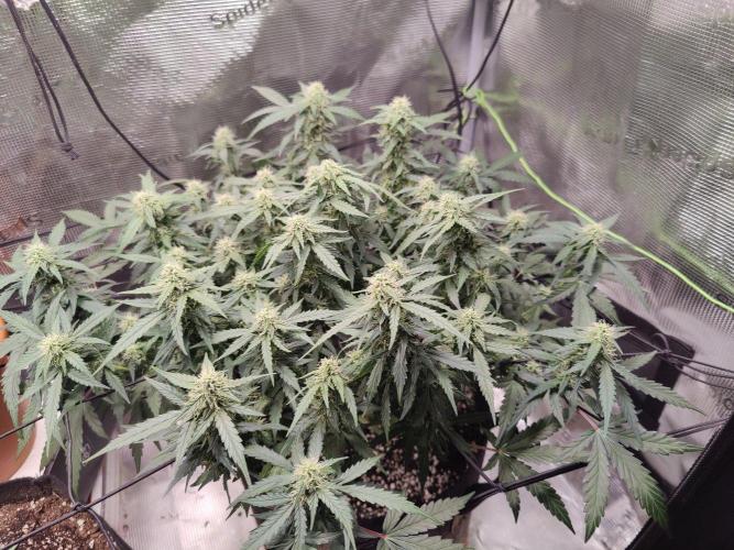 CCG SS Project. Week 10