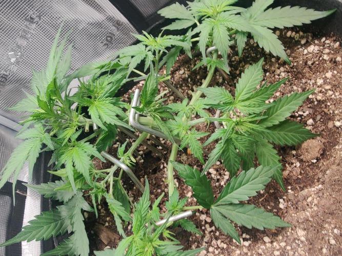 Apple fritter Auto.. Week 3