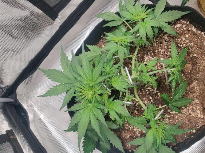 Apple fritter Auto.. Week 3