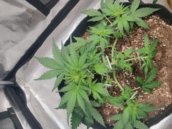Apple fritter Auto.. Week 3