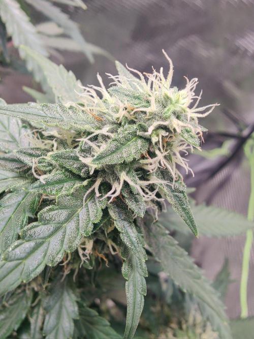 CCG SS Project. Week 11