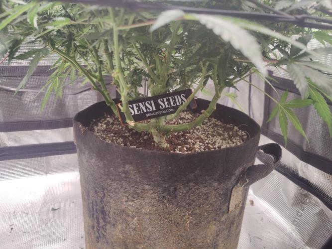 CCG SS Project. Week 11