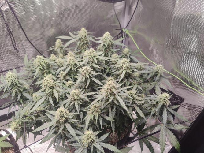 CCG SS Project. Week 11