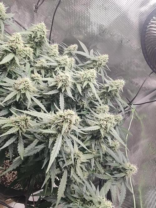 CCG SS Project