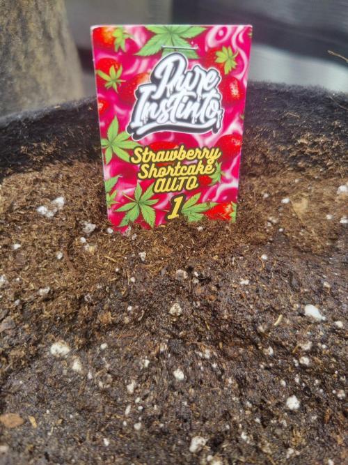 Strawberry shortcake Auto. Week 0