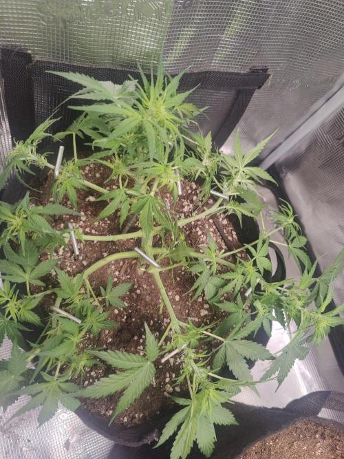 Apple fritter Auto.. Week 4