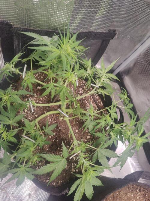 Apple fritter Auto.. Week 4