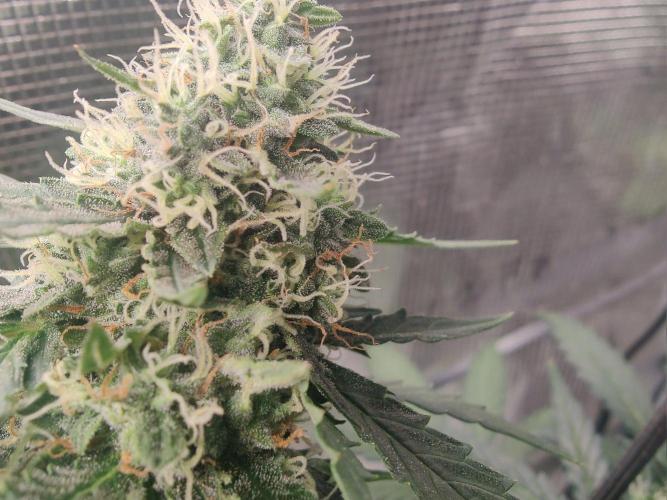 CCG SS Project. Week 12