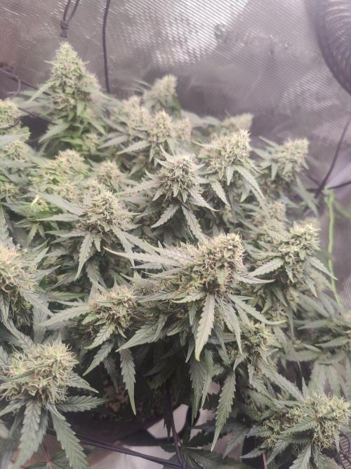 CCG SS Project. Week 12