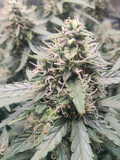 CCG SS Project. Week 12