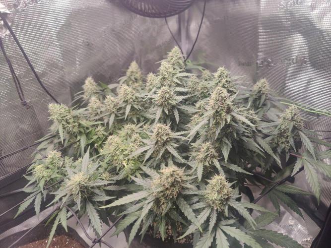 CCG SS Project. Week 12