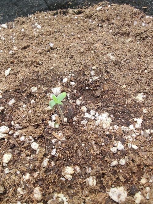Strawberry shortcake Auto. Week 1
