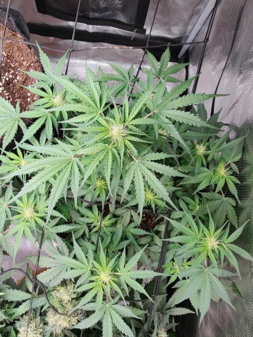 Apple fritter Auto.. Week 5