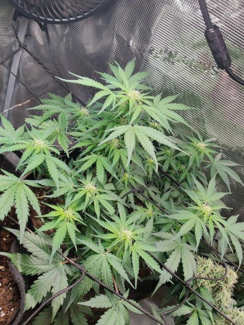Apple fritter Auto.. Week 5