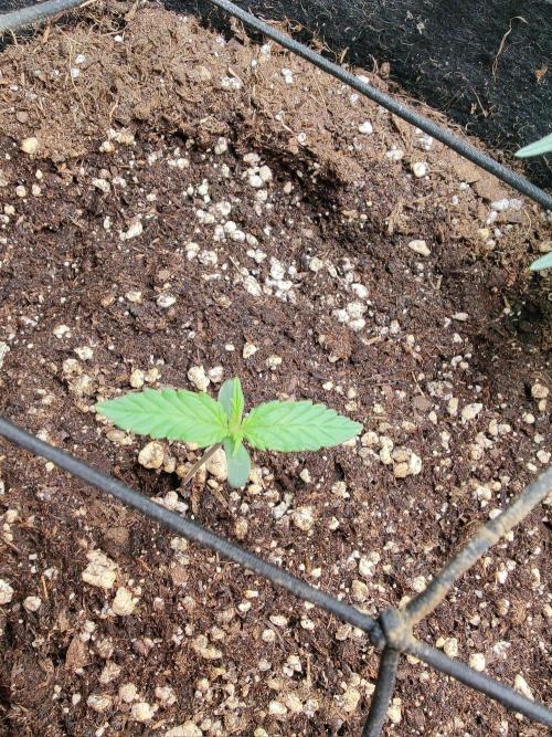 Strawberry shortcake Auto. Week 2